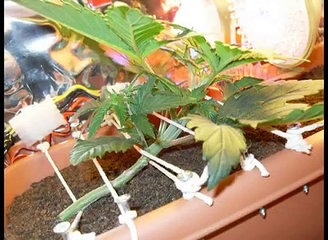 Stealth PC grow box Barney's Farm Blue Cheese marijuana cannabis from seedling to harvest