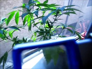 WeedTube - House plant starts to flower, WTF!!! Marijuana Grow