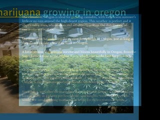 marijuana growing in oregon