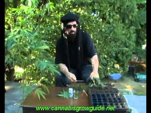 ... .net Jorge Cervantes Ultimate Grow DVD 1 Part 6 How To Grow Marijuana