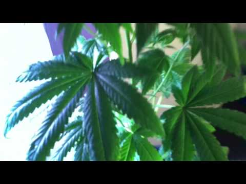 Marijuana - Pineapple Chunk Grow - Day 45 - Week 1 Flowering