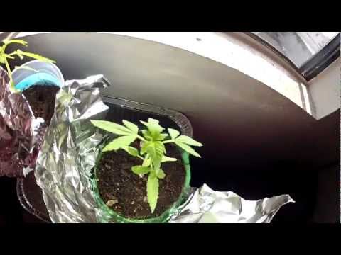  - img_4016_mini-marijuana-plant-grow-3-weeks-old