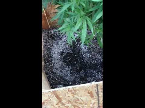 Massivive Marijuana CHEESE Plant