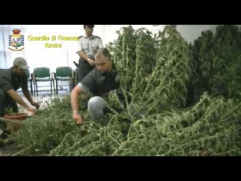 Sequestro di Marijuana a Tavullia