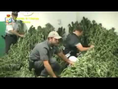 Tavullia (PU) - Tra pomodori e peperoni coltiva una piantagione di marijuana (31.08.12)