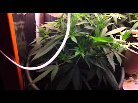 Cfl marijuana grow box