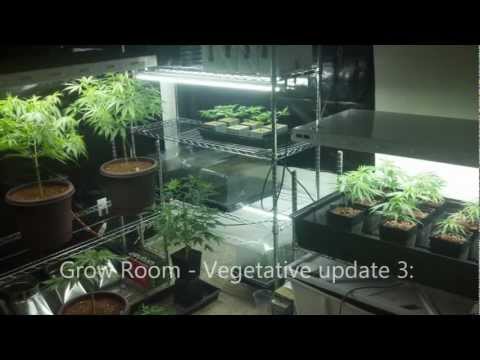 Grow Room - Vegetative update 3