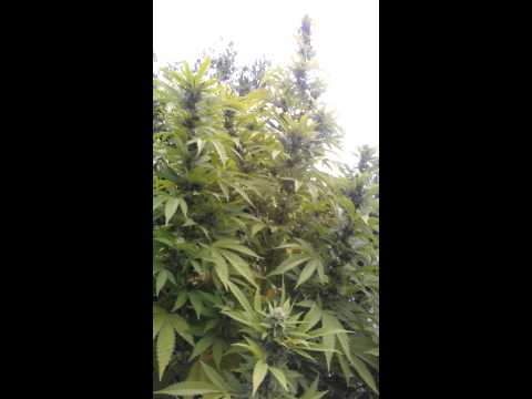Outdoor medical marijuana trees Orange County CA