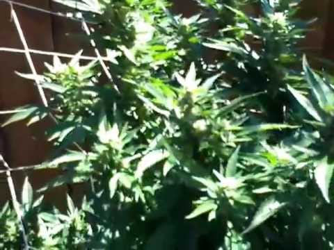 Outdoor Medical Marijuana Grow- September 3, 2012