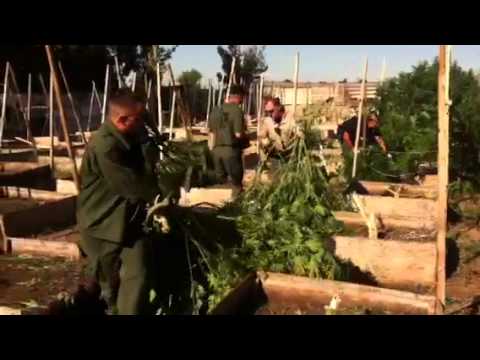 RAW VIDEO: Deputies harvest Yuba pot