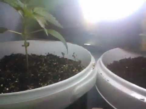 PineApple Express Marijuana Seedlings Indoor
