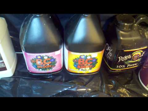 day 26 2000w OG Mamba grow