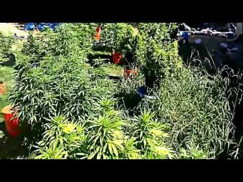 2012 Prop215 Medical Marijuana Grow