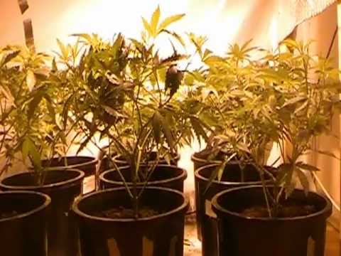 Beast Pineapple Express Grow Room Part2