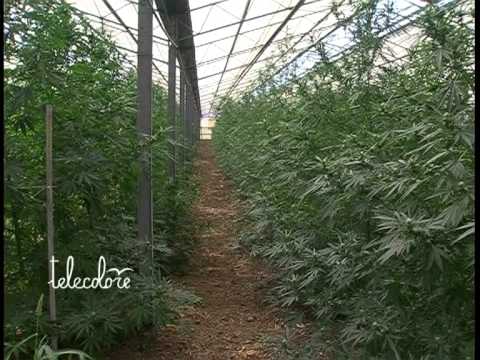 150 kg di Marijuana sequestrati nel salernitano