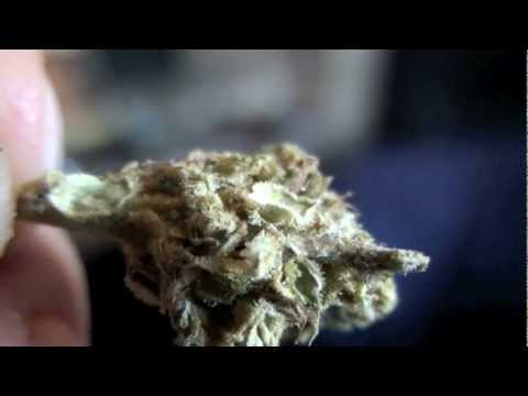 Weed & Wax Review - TALK and SMOKE SESSION !!