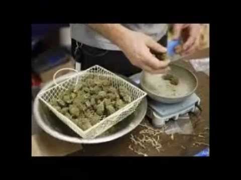 HOW TO: Proper Germination and Growing | Medical Grade Marijuana - Cannabis