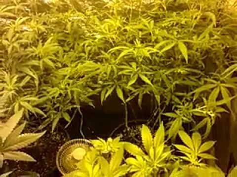 4x4 flower tent update