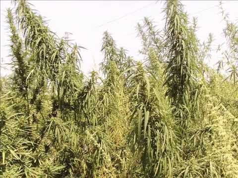 MARIJUANA CANNABIS RUDERALIS 2012