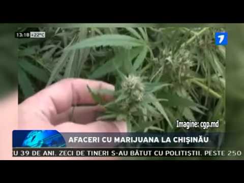 Afaceri cu marijuana la Chişinău