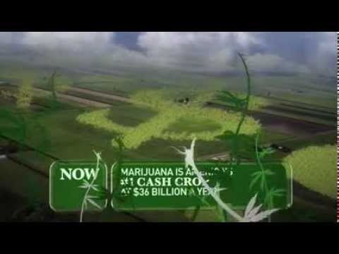 A Brief History of Weed