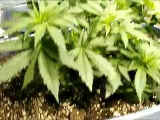 Day 38 Vegetation Michigan Medical Marijuana Grow