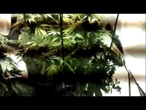 Medical Marijuana Grow Room Tour