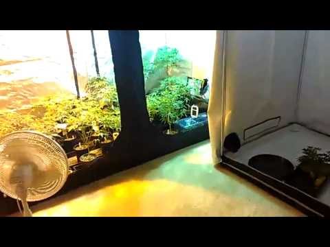 My New Phoenix Medical Marijuana Garden