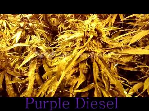 4000 Watt Indoor Garden//Grow Room Omega