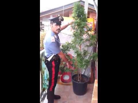 Giardiniere trasforma la casa in una maxi serra di marijuana