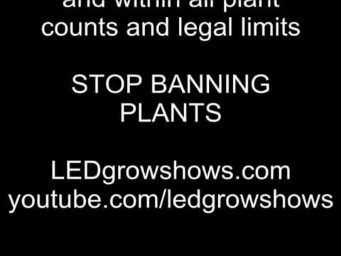 Lady Berry Kush Kushy Haze Field Marshall Seeds