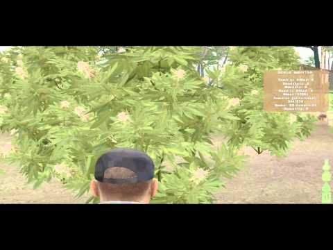 DayZ | HUGE Marijuana Plants | Lingor Island (MUST SEE)