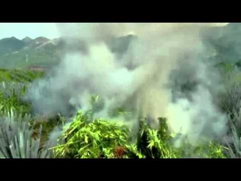 Drugs war: Mexican marijuana farm in Jalisco destroyed by army