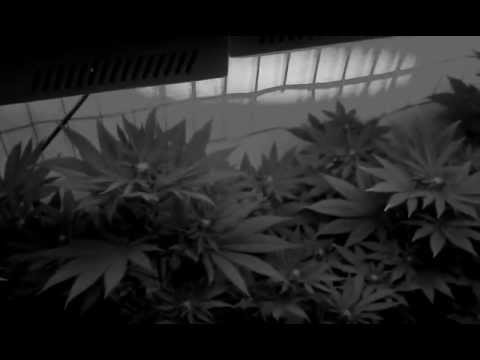 1140 watt LED grow room,week 9