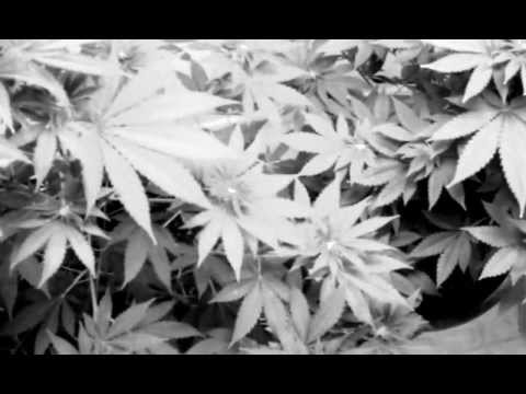 1140 watt,LED,Buds are coming?