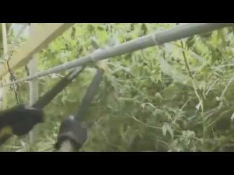 Police release video of Miami Marijuana big grow house bust