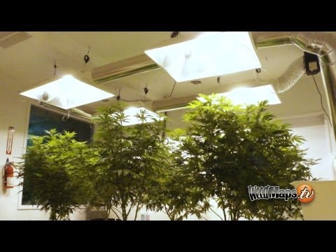 Washington Dispensary Grow - Pacific NW Medical