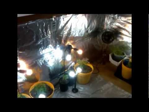 Week 7 CFL grow. Cannabis, radish's, tomatoes, cucumbers & cayenne peppers