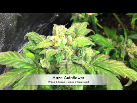 Autoflower Marijuana under LED grow lights (3 Autoflower Cannabis, under LED grow lights)