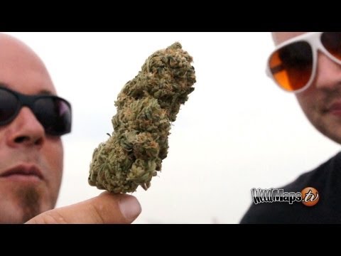 Weedventures - Seattle Hempfest Part 2