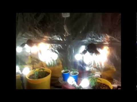 Week 6 Vegetation. CFL grow. Cannabis, radish's tomatoes & cucumbers