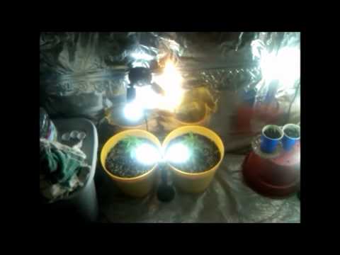Week 5 Vegetaion. CFL grow. Cannabis, radish's, tomatoes & cucumbers