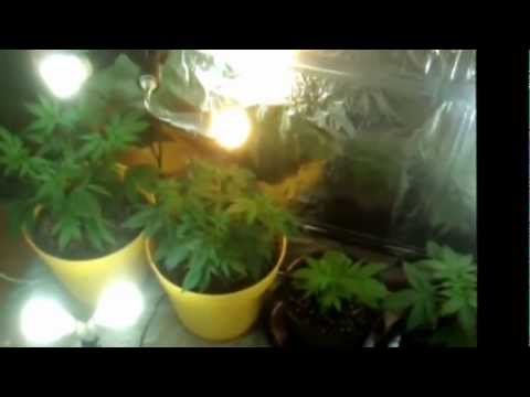 Week 8 Vegetation. CFL grow. Cannabis, radish's, tomatoes, cucumbers & cayenne peppers