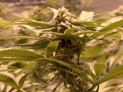 Are We In the Final Days of Marijuana Prohibition?