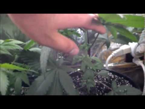 Week 9 Vegetation. CFL grow. Cannabis, radish's, tomatoes, cucumbers & cayenne peppers