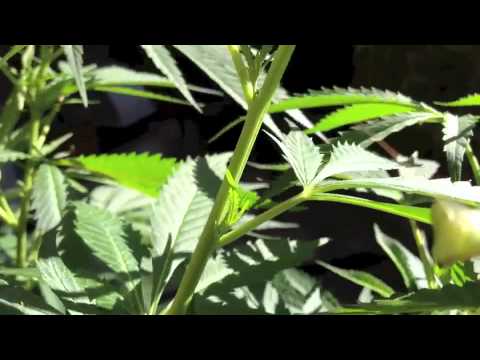 Praying Mantis Protecting Marijuana
