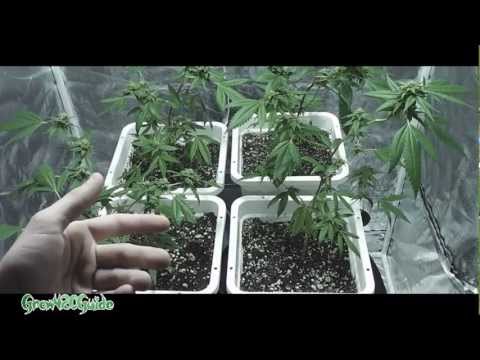 Season 2: Monster Cropping (ReVegging a Flowered Clone)