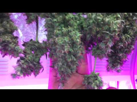 Autoflower Marijuana under LED grow lights (Northern Light x Big Bud - Pro-Grow 260X LED)