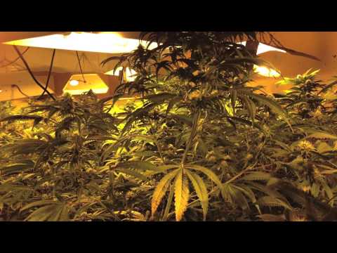 medical grow big room 14000 watt week 3 and week 1in bud