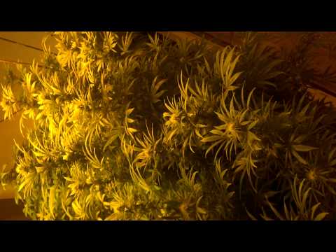 Michigan Medical Marijuana Grow